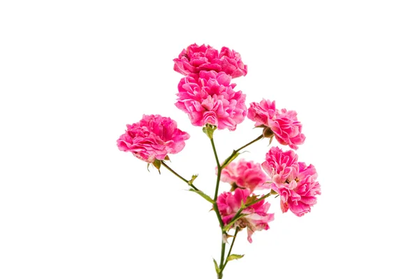 Fresh small pink rose — Stock Photo, Image