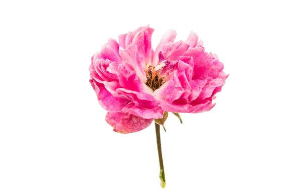 Rosa rosa piccola fresca — Foto Stock
