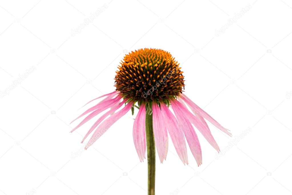 Echinacea flower 