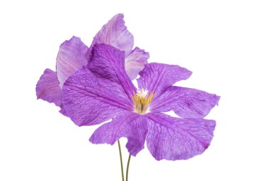 akasma mor çiçekler