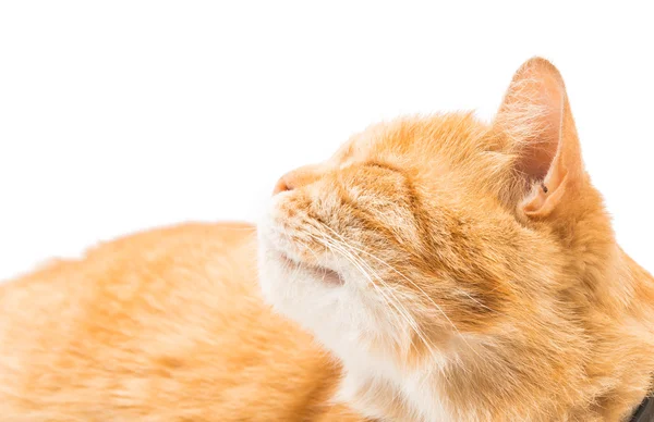Güzel kırmızı kedi — Stok fotoğraf