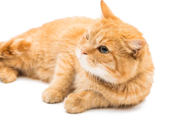 Schöne rote Katze — Stockfoto