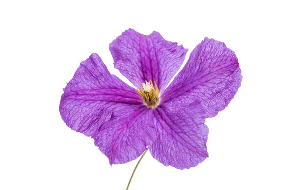 Purple clematis flower — Stock Photo, Image