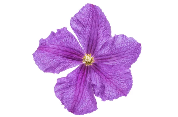 Fialový clematis květina — Stock fotografie