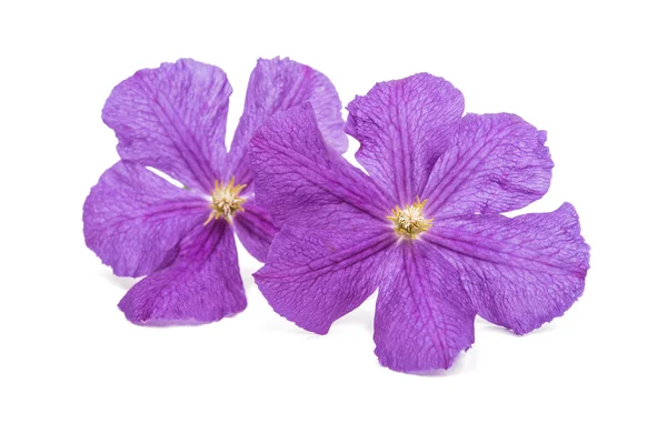 Flores de clematis púrpura — Foto de Stock