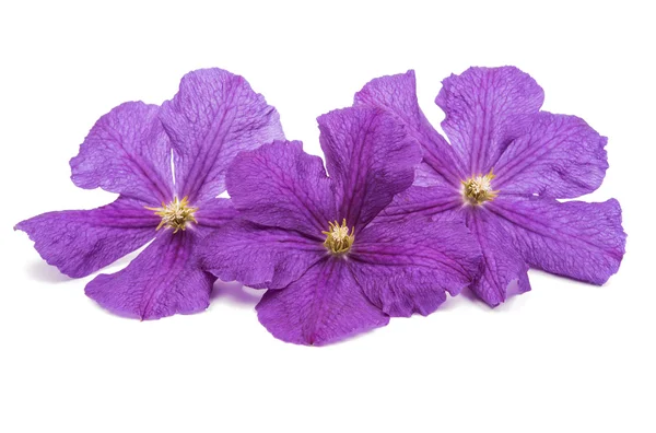 Flores de clematis púrpura —  Fotos de Stock