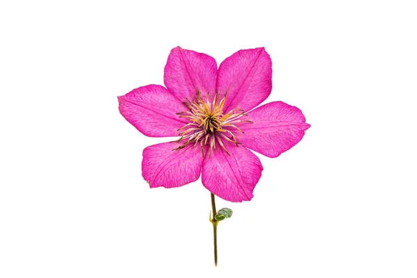 Flor de clematis rosa — Fotografia de Stock