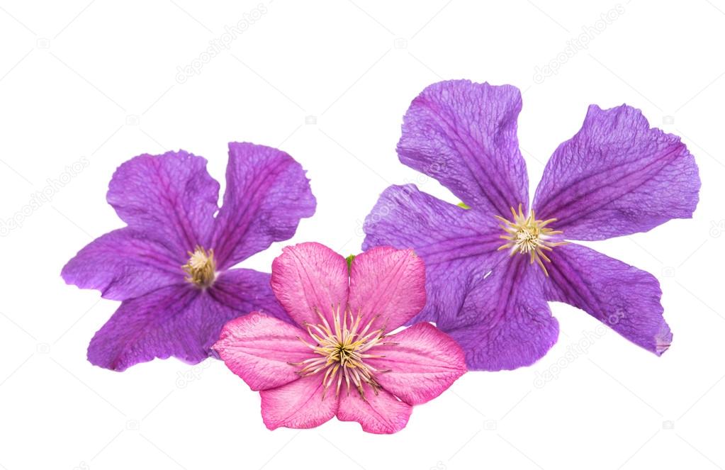 Beautiful  clematis flowers