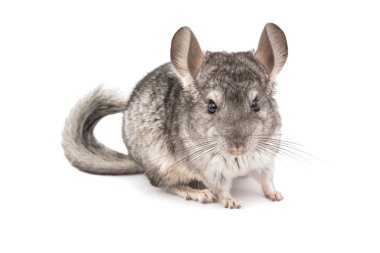 Grey domestic chinchilla