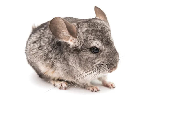 Chinchilla — Stockfoto