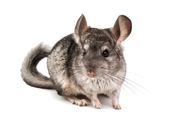 Chinchilla — Stockfoto