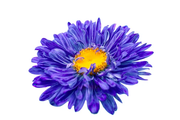 Blauwe aster bloem — Stockfoto