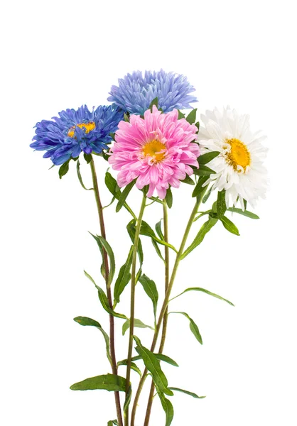 A bouquet of asters — Stock Photo, Image