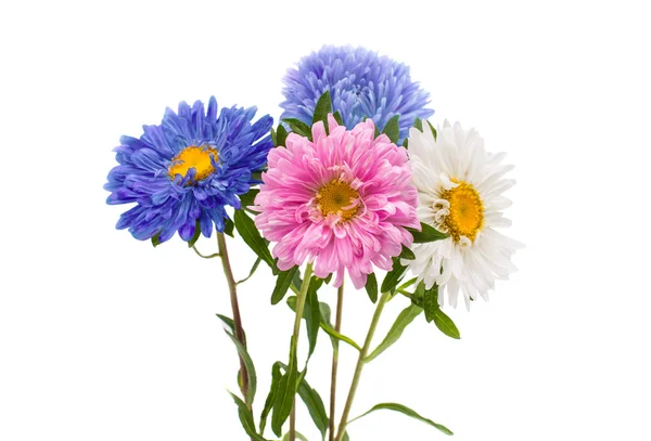 A bouquet of asters — Stock Photo, Image