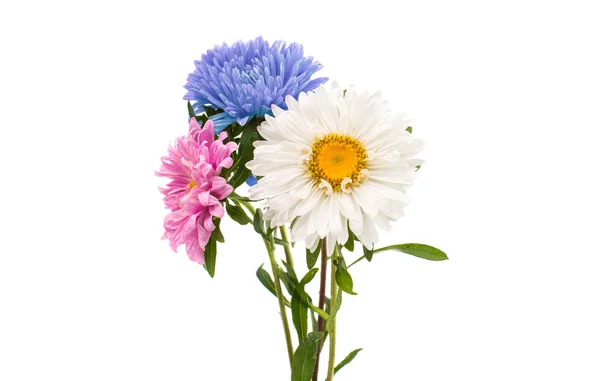 A bouquet of asters — Stock Photo, Image