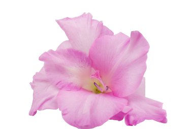 Glayöl çiçek portre