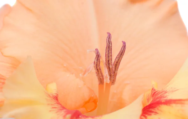 Gladiolus flor closeup — Fotografia de Stock