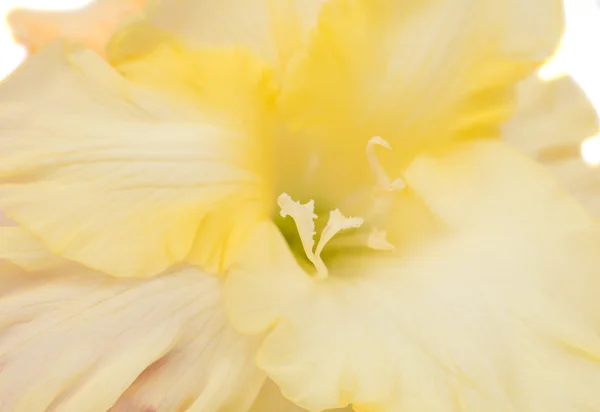 Gladiolus flor closeup — Fotografia de Stock