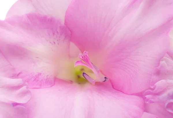 Gladiolus blomma närbild — Stockfoto