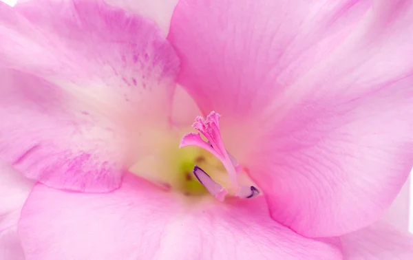 Gladiolus flor closeup — Fotografia de Stock