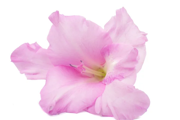 Gladiolus flower closeup — Stock Photo, Image