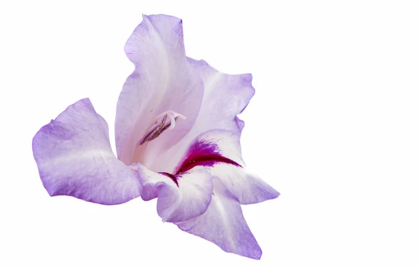 Gladiole fleur — Photo