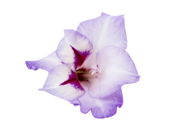 Gladiolus blommaグラジオラス花 — ストック写真