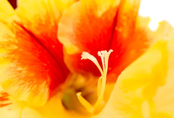 Gladiolus flower — Stock Photo, Image