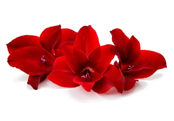 Fiore di gladiolo — Foto Stock