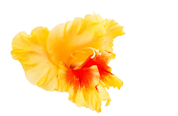 Gladiolus blommaグラジオラス花 — Stockfoto