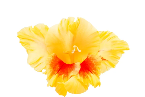 Gladiolus blommaグラジオラス花 — Stockfoto