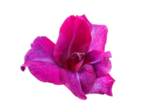 Flor de gladiolo — Foto de Stock