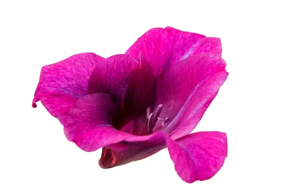 Flor de gladiolo — Foto de Stock