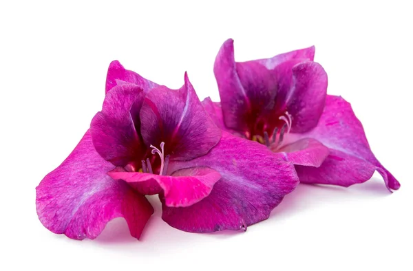 Цветок гладиолуса — стоковое фото