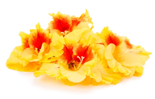 Gladiolus blommaグラジオラス花 — Stockfoto