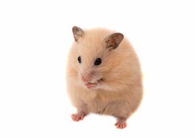 hamster 