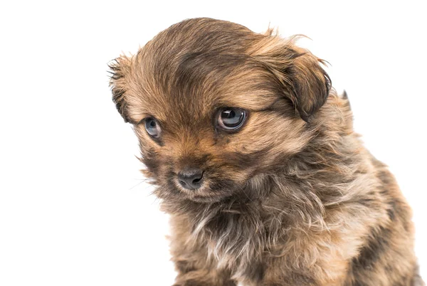 ペキニーズ子犬 — ストック写真