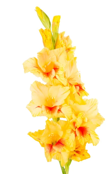 Gladiolus blommaグラジオラス花 — ストック写真