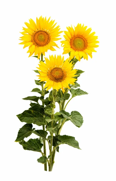 Sunflower isolated — Stock Photo, Image
