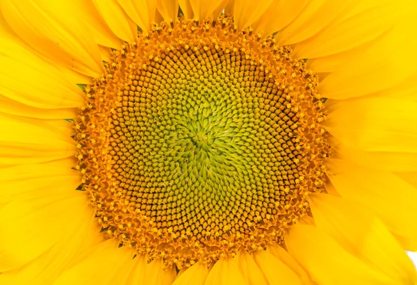 Middle of Sunflower Close-Up — Stock Photo, Image