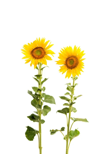 Sunflower isolated — Stock Photo, Image