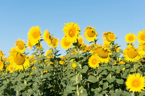 Sunflower field. — Stock Photo, Image