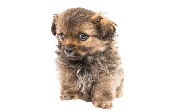 Pekingese puppy — Stock Photo, Image