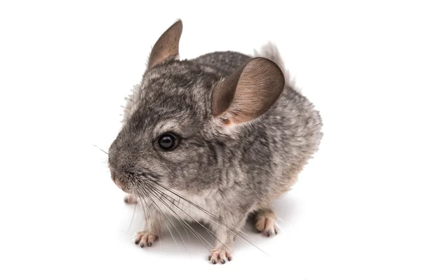 Chinchilla —  Fotos de Stock