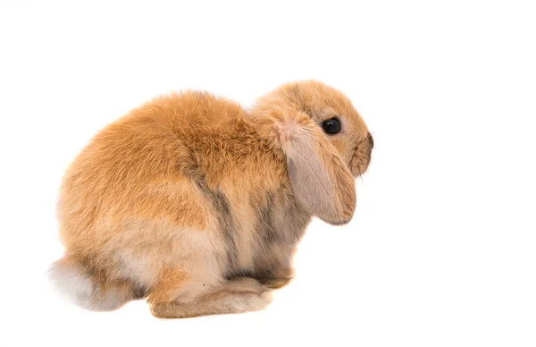 Kaninchenwidder Rasse, rote Farbe — Stockfoto