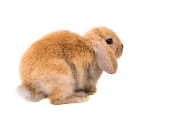 Rabbit Ram breed, red color — Stock Photo, Image