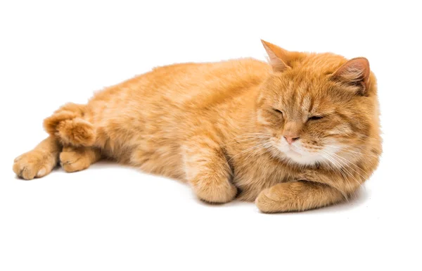 Ginger cat — Stock Photo, Image