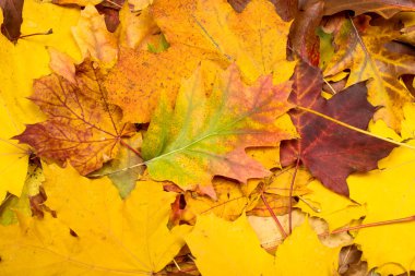 Sonbahar yapraklarının arkaplanı