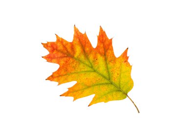 Sonbahar Yaprakları 