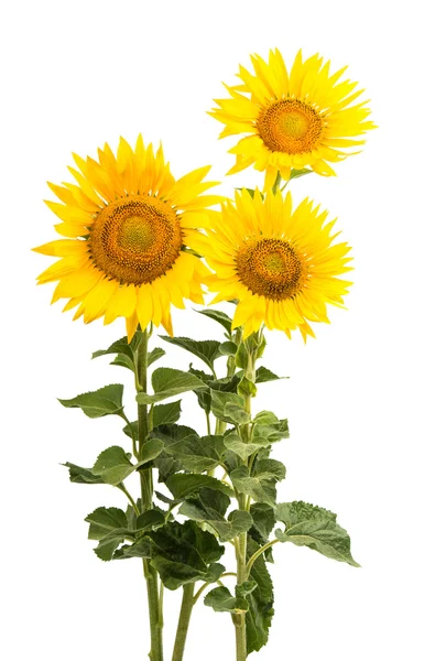 Zonnebloem geïsoleerd — Stockfoto